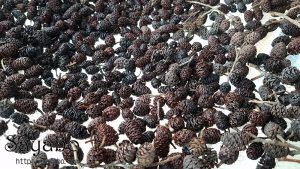 ヤシャブシの実