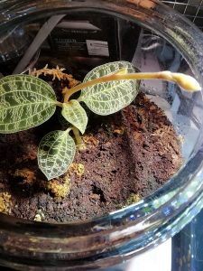 マコデス・ペトラ